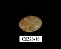 藏品(球蝸牛)的圖片